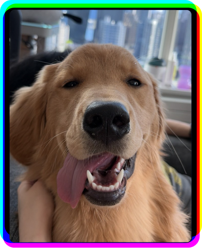 Halo, Merry’s Golden Retriever