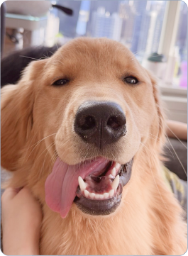 Halo, a golden retriever, smiling at the camera